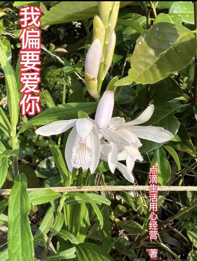 刘雅琦肖湜沂小说《我偏要爱你》在线阅读