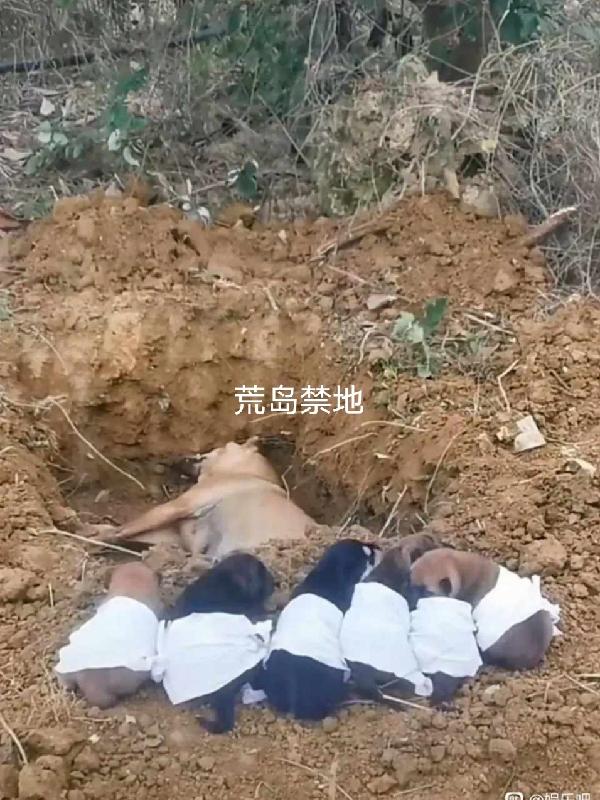 完整版《荒岛禁地》txt下载