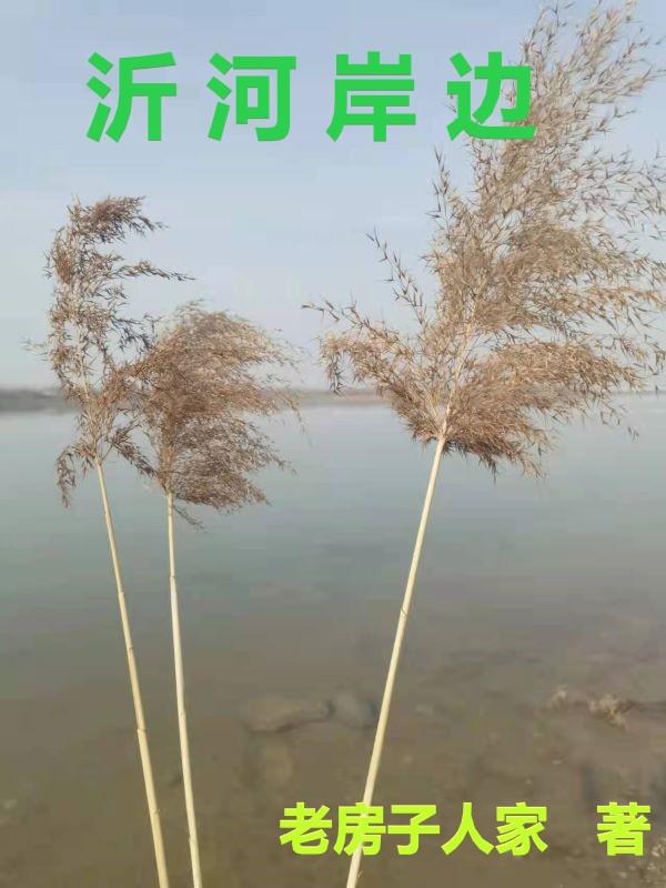 小说《沂河岸边》全文免费阅读