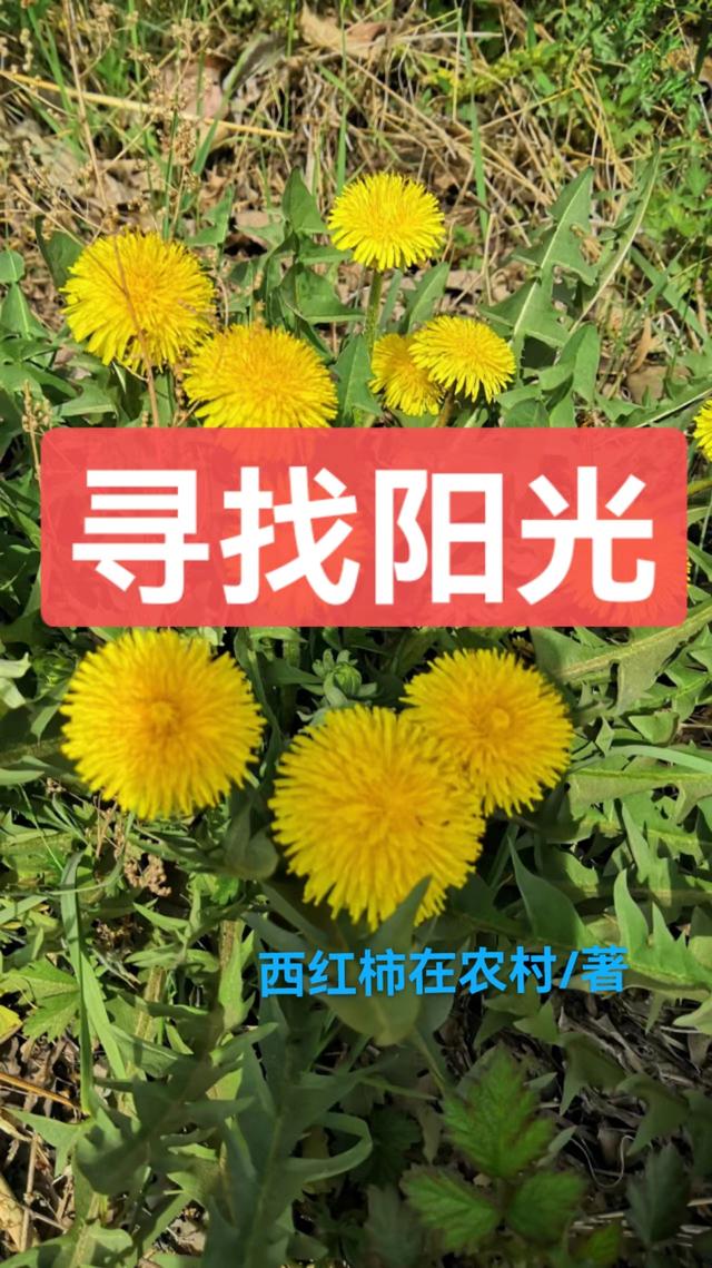 寻找阳光寇良斌老寇小说免费阅读