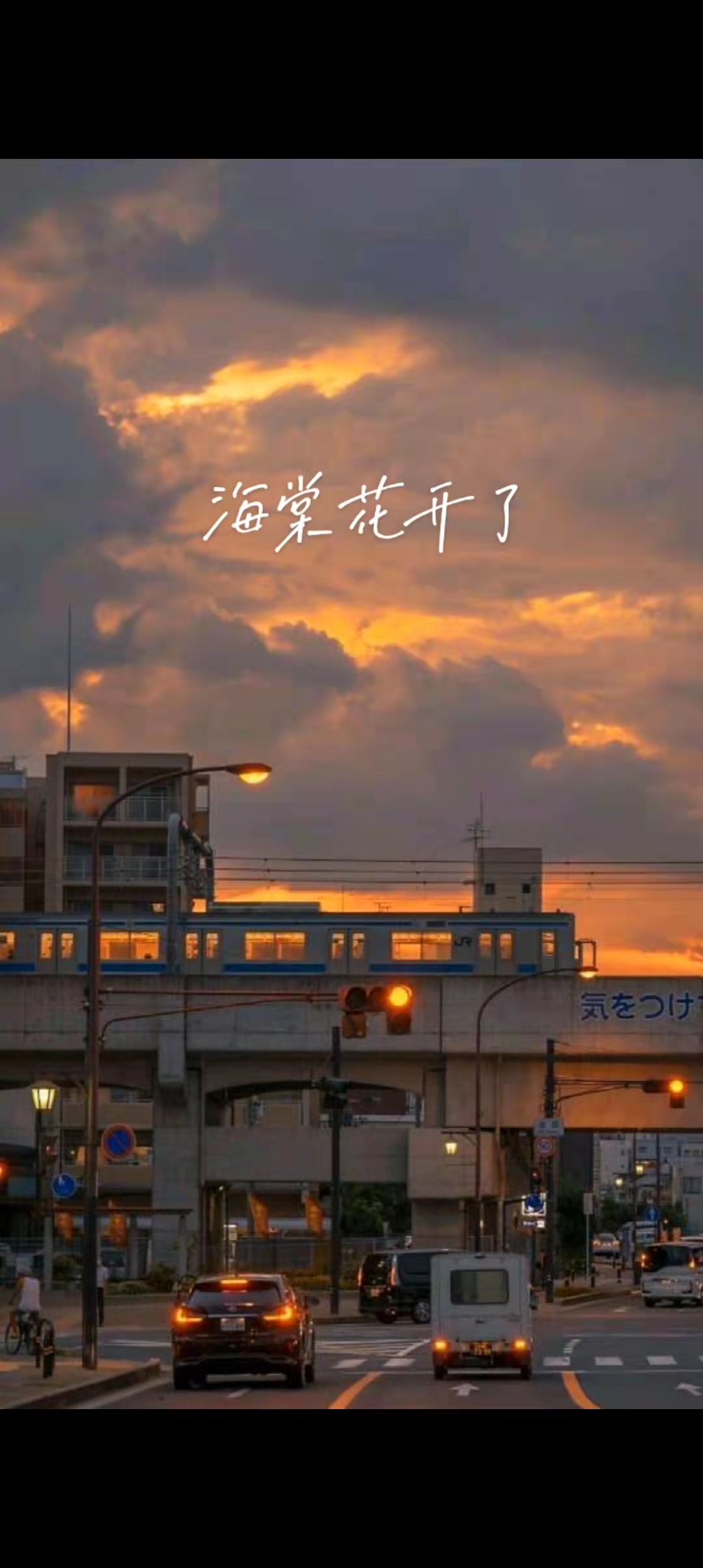 海棠花开了免费阅读