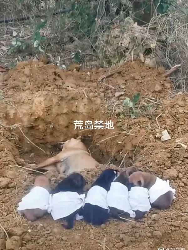 荒岛禁地免费阅读