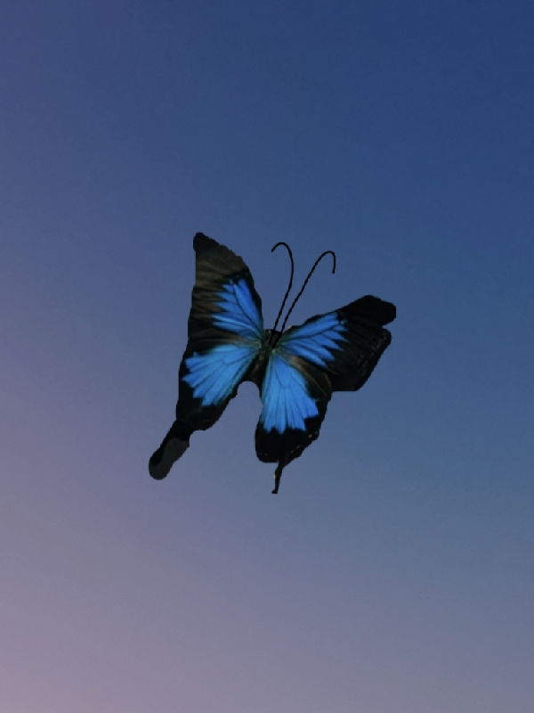 蓝翅蝴蝶