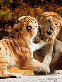 狮子和老虎的互补