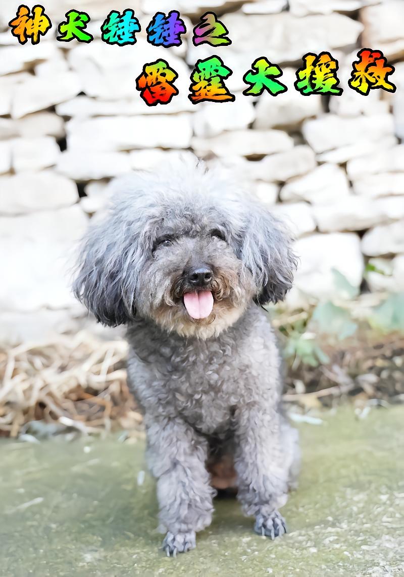 神犬锤锤之雷霆大援救封面图