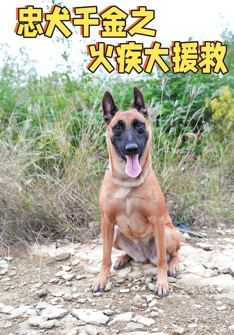 忠犬千金之火疾大援救封面图
