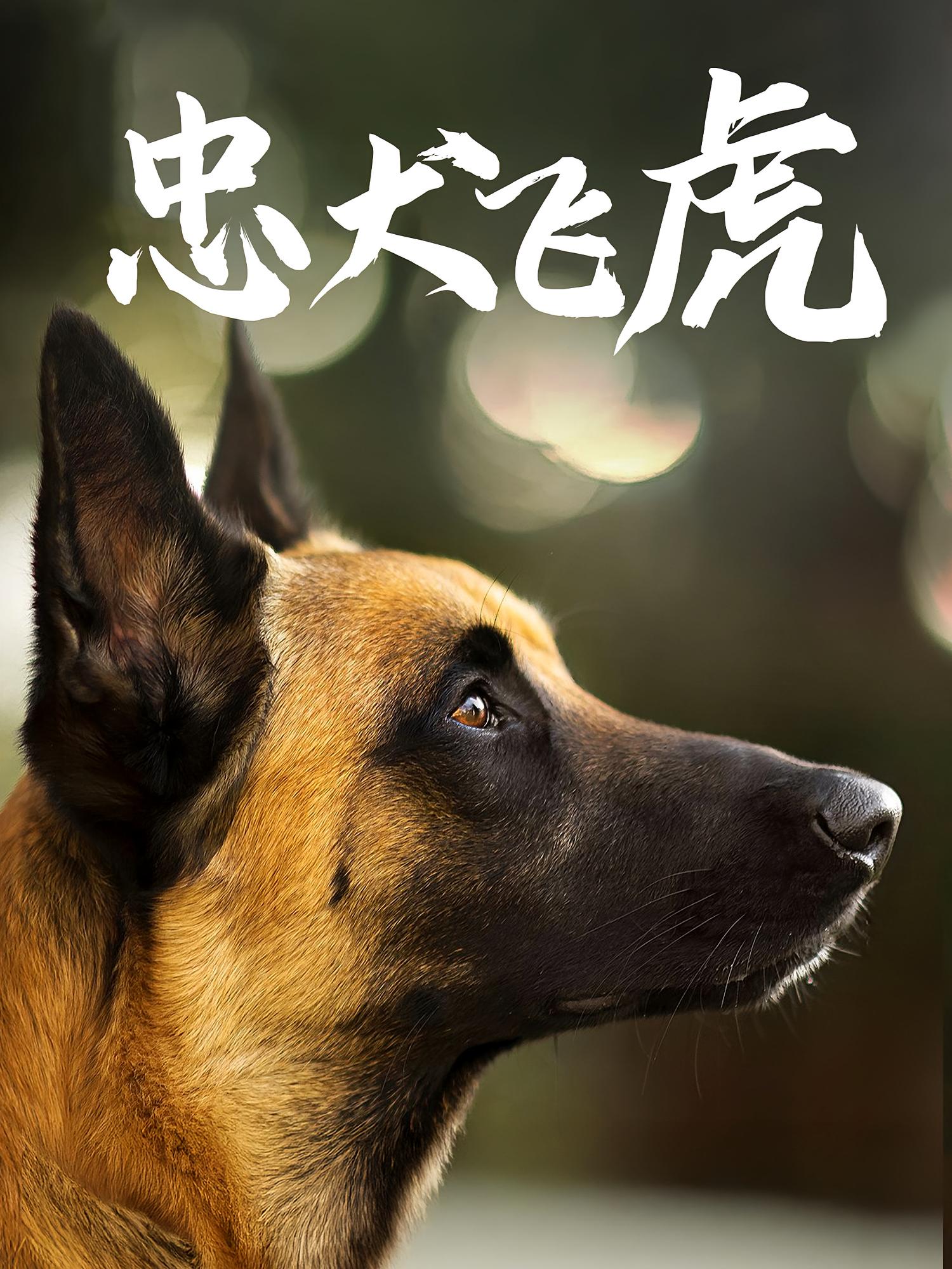 忠犬飞虎 家庭伦理·亲情·全33集 张益&谭镁纶&吴桂洲