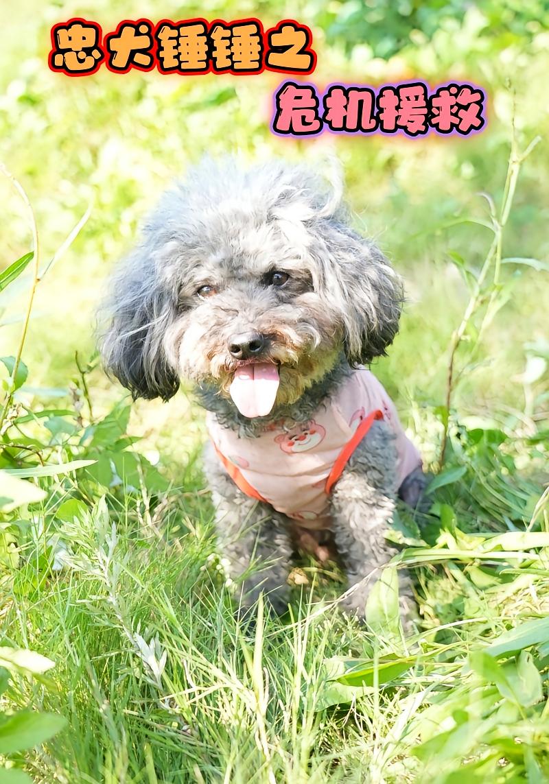 忠犬锤锤之危机援救封面图