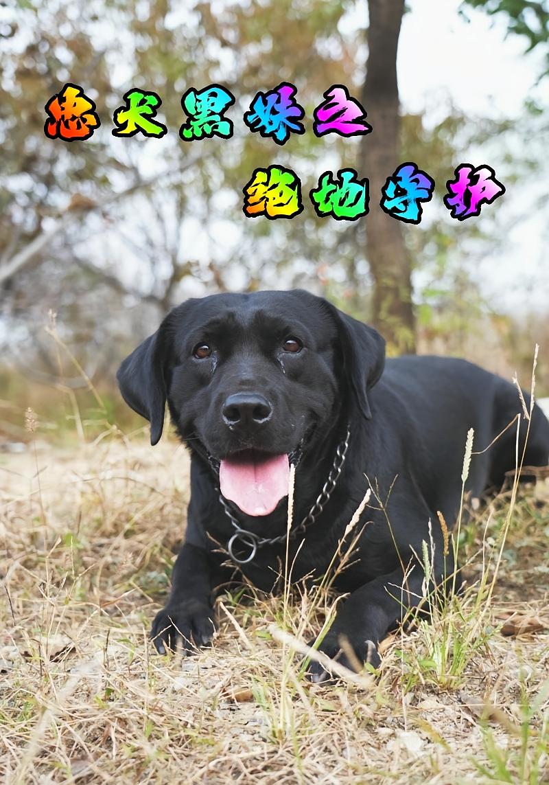 忠犬黑妹之绝地守护封面图