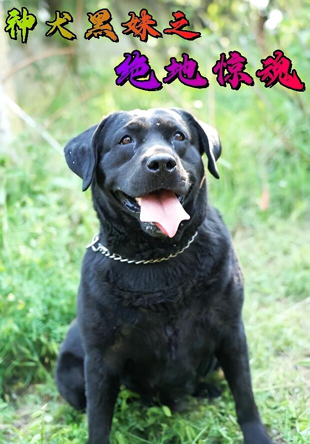 糖里有沙 都市日常·萌宠·全8集 陈静&石中朋