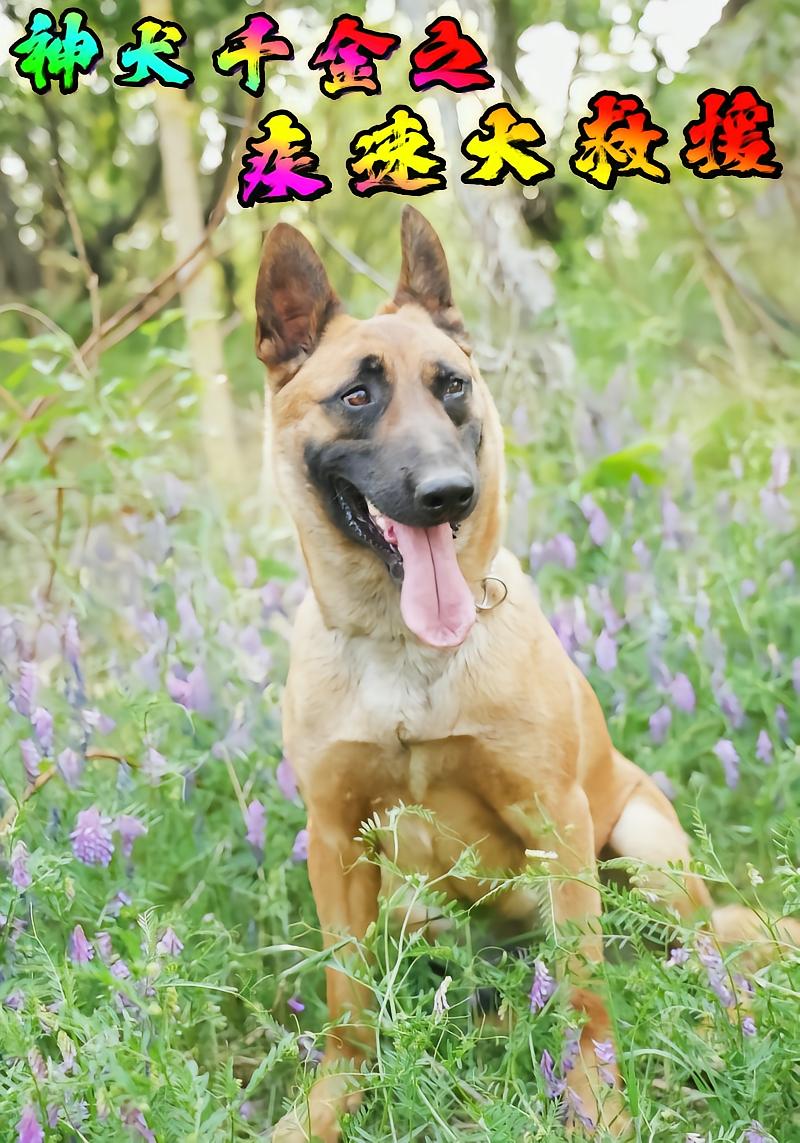 神犬千金之疾速大救援