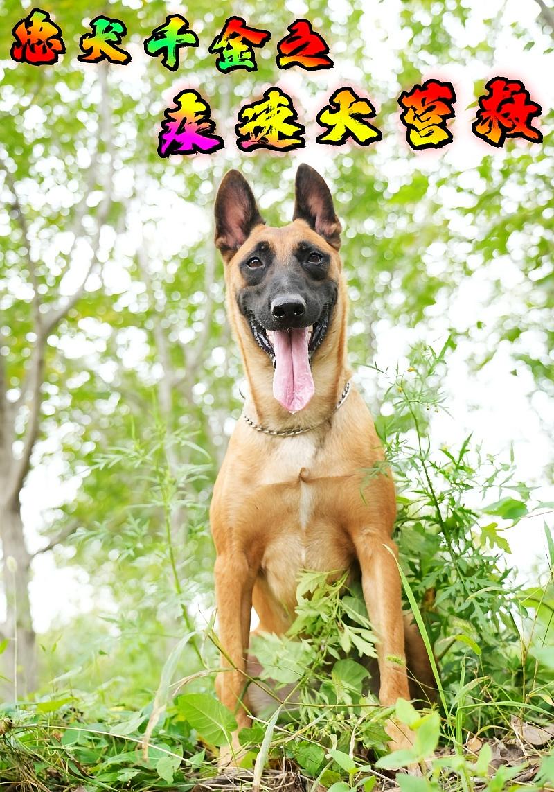 忠犬千金之疾速大营救封面图