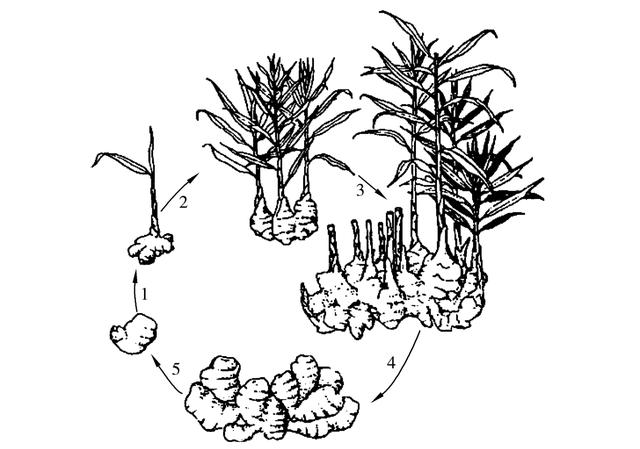 生姜生长过程简笔画图片