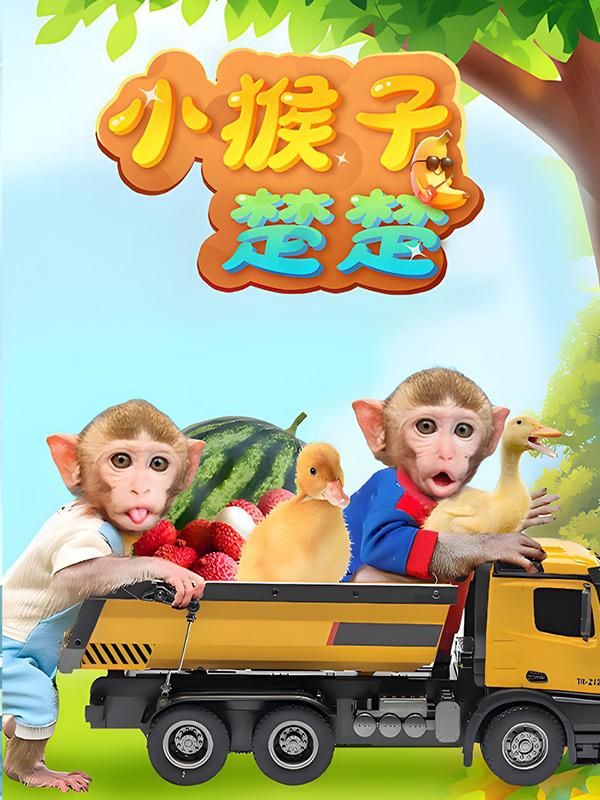 小猴子楚楚封面图
