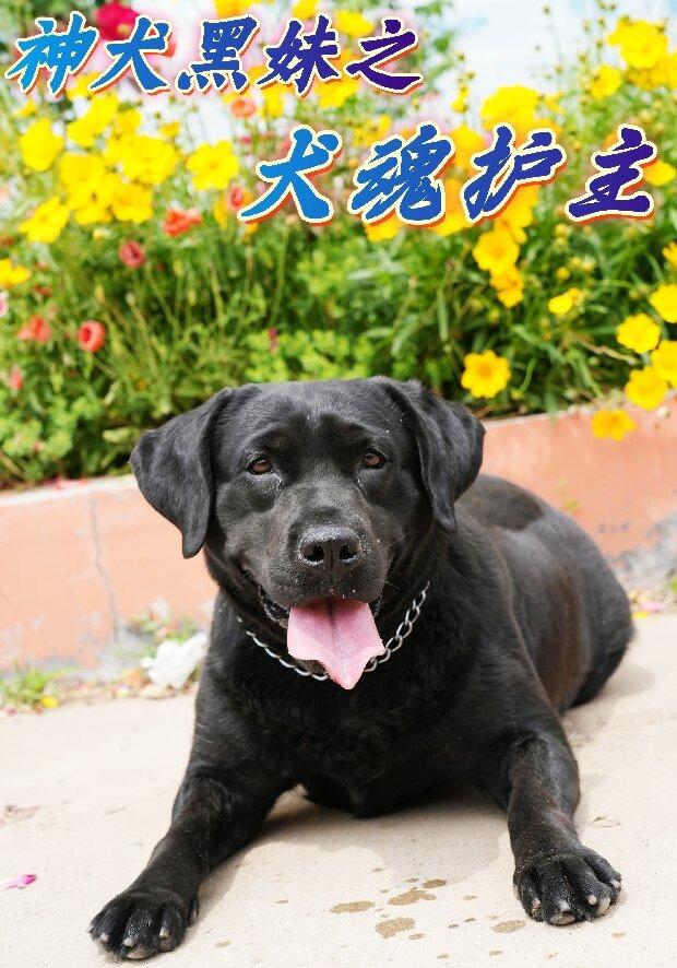 神犬黑妹之犬魂护主