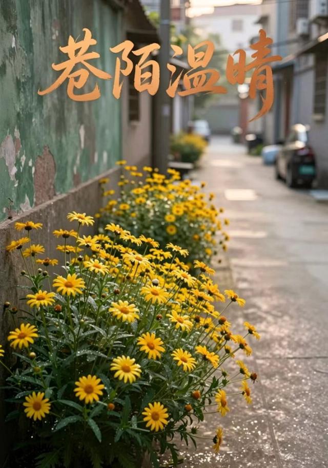 巷陌温晴