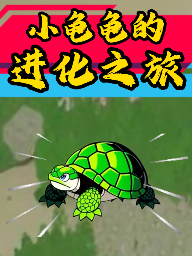 小龟龟的进化之旅