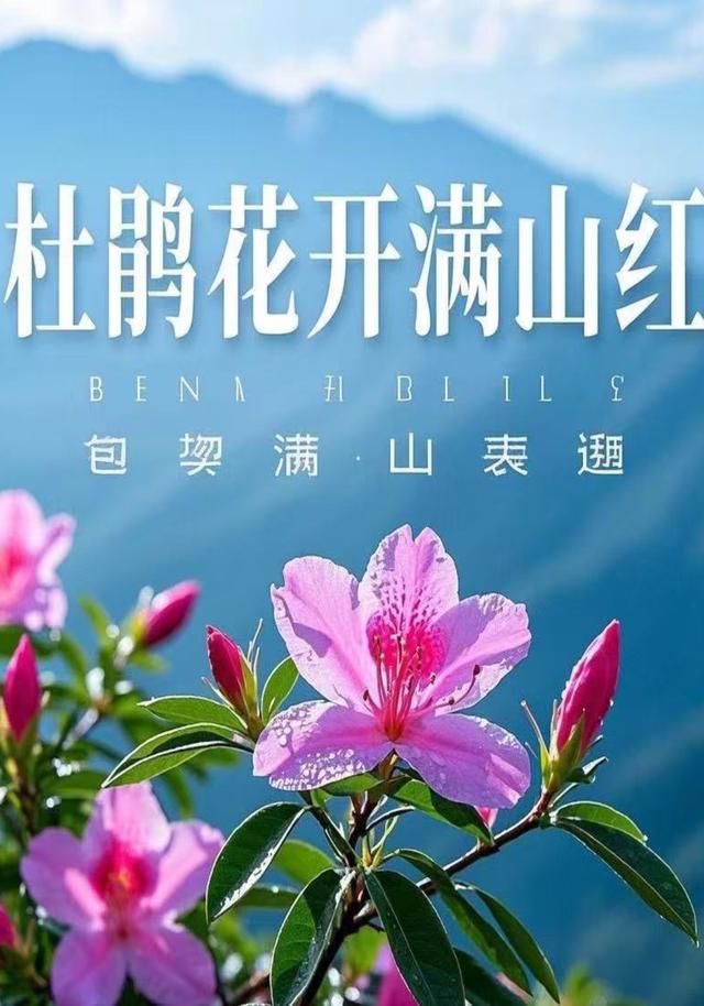 杜鹃花开满山红