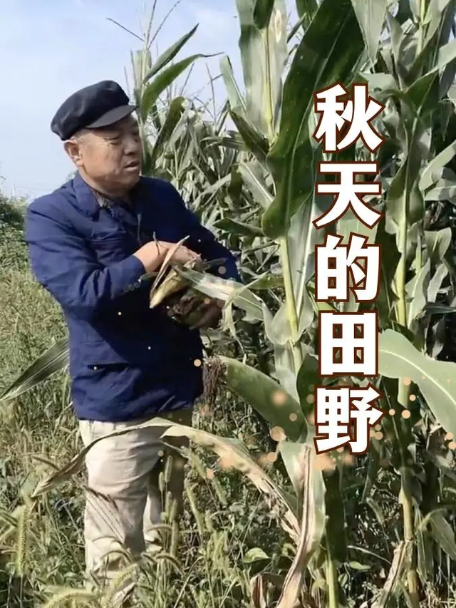 秋天的田野封面图