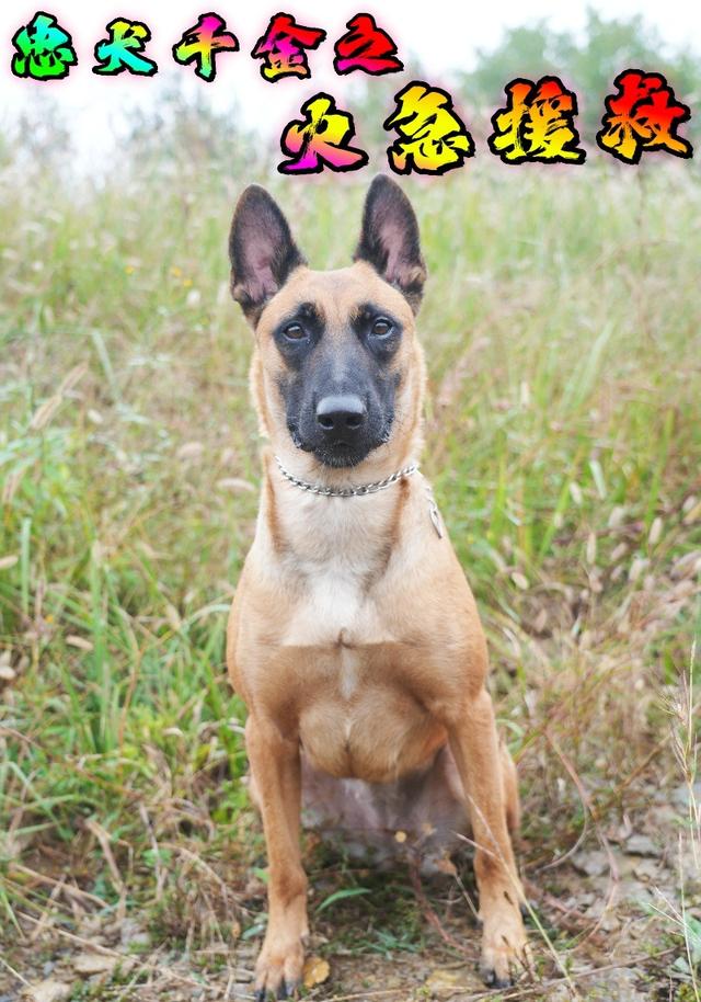 忠犬千金之火急援救封面图