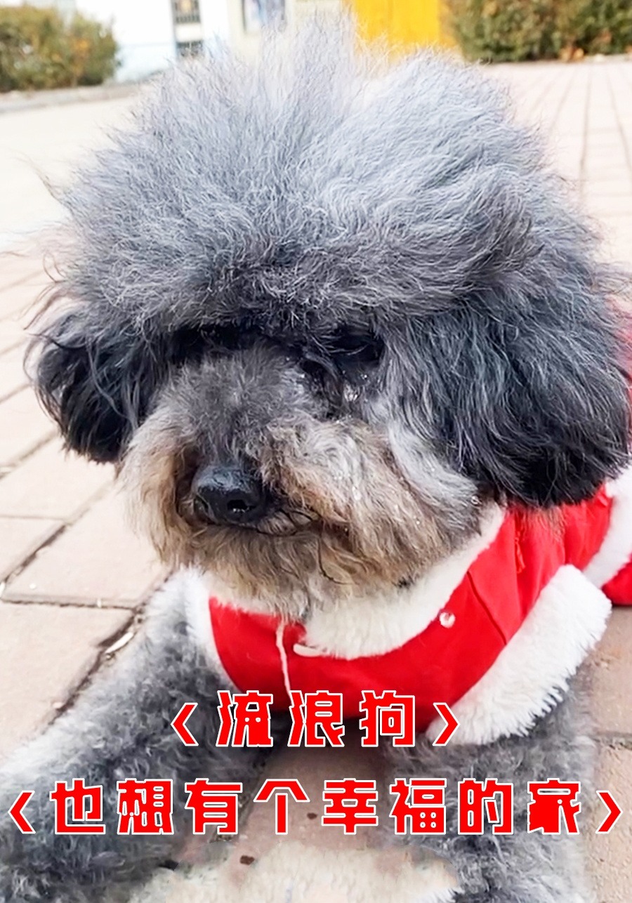 流浪狗也想有个幸福的家