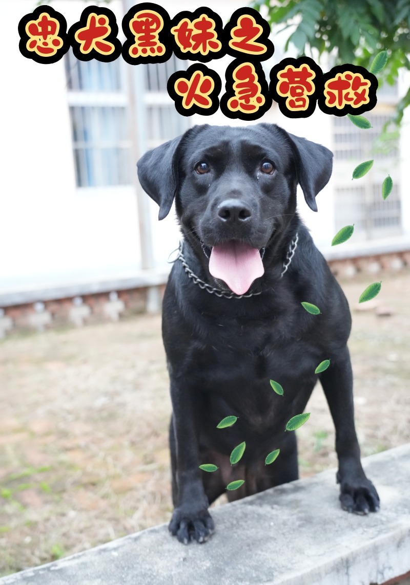 忠犬黑妹之火急营救