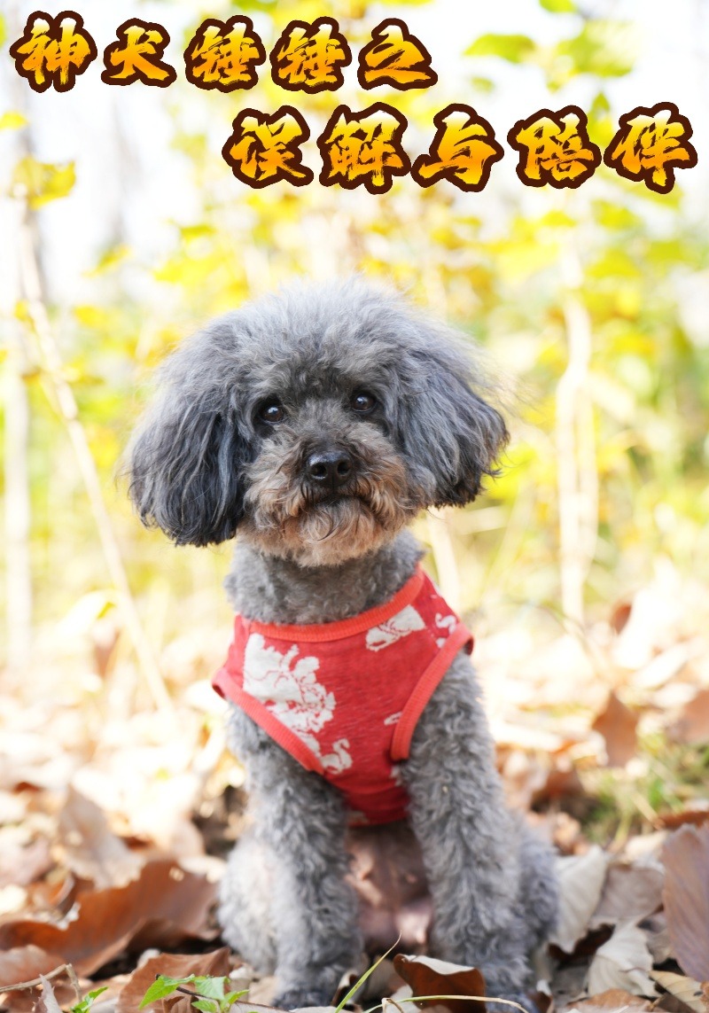 神犬锤锤之误解与陪伴