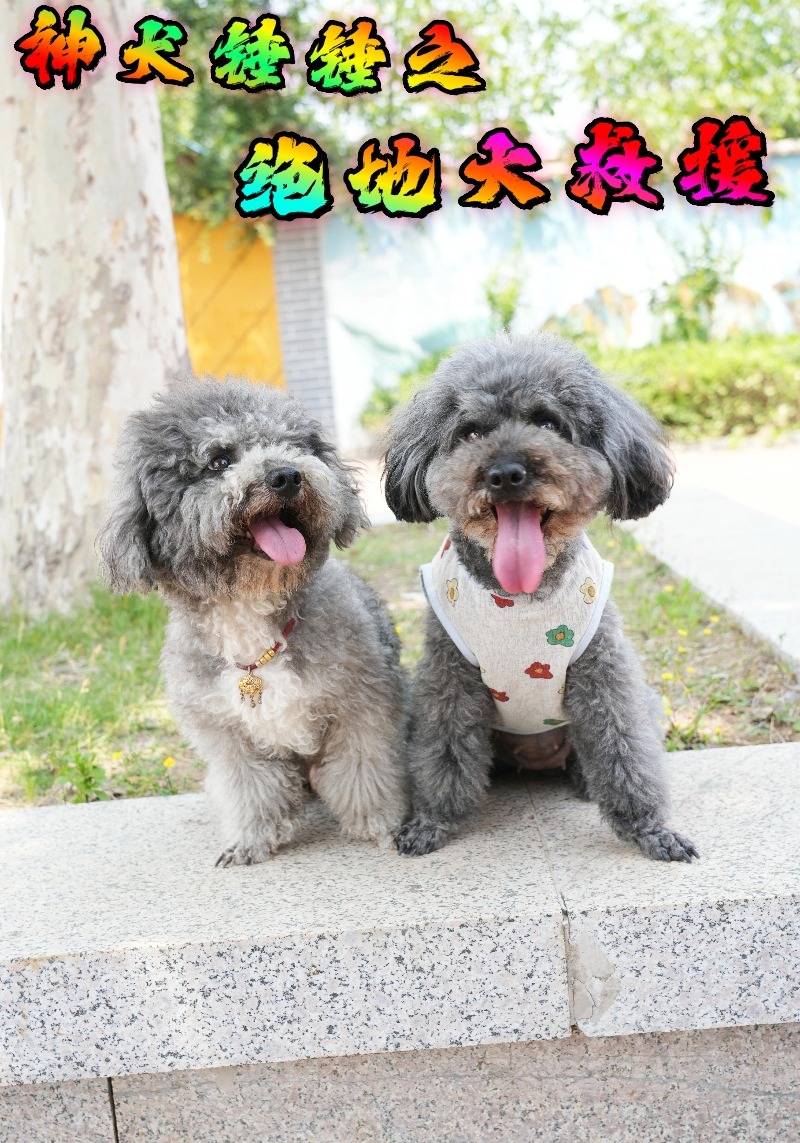 神犬锤锤之绝地大救援