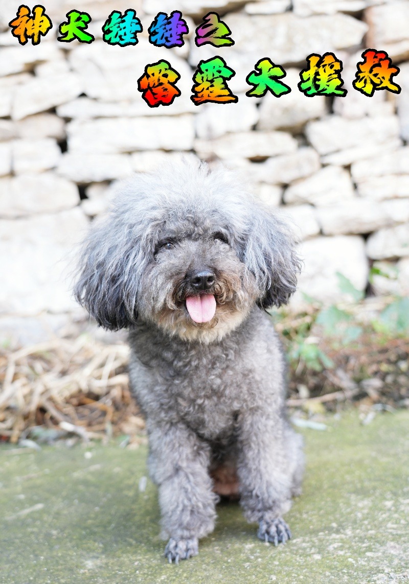 神犬锤锤之雷霆大援救