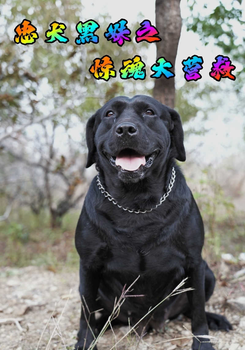 忠犬黑妹之惊魂大营救