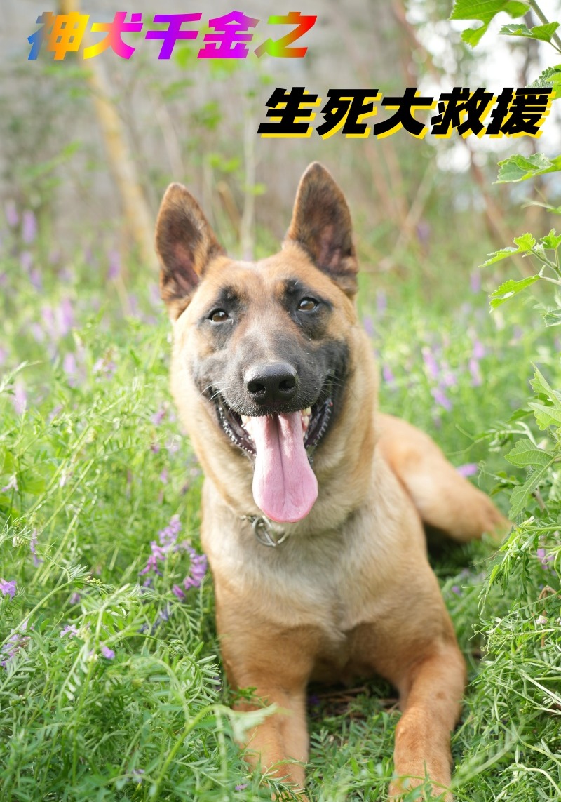 神犬千金之生死大救援
