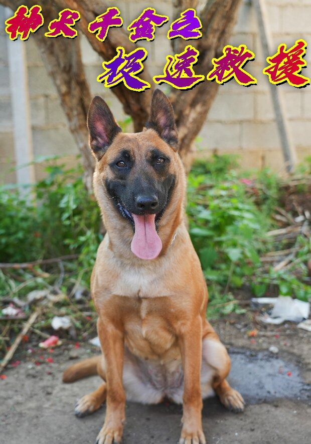 神犬千金之极速救援