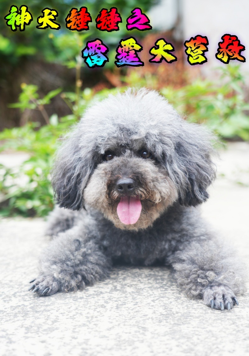 神犬锤锤之雷霆大营救