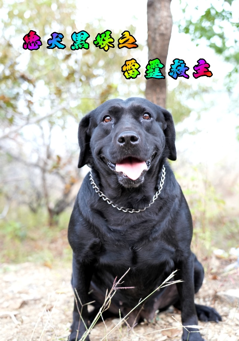 忠犬黑妹之雷霆救主