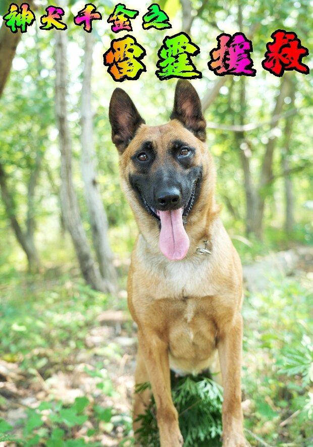 神犬千金之雷霆援救