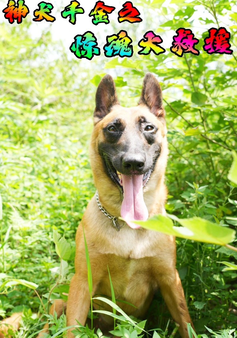 神犬千金之惊魂大救援