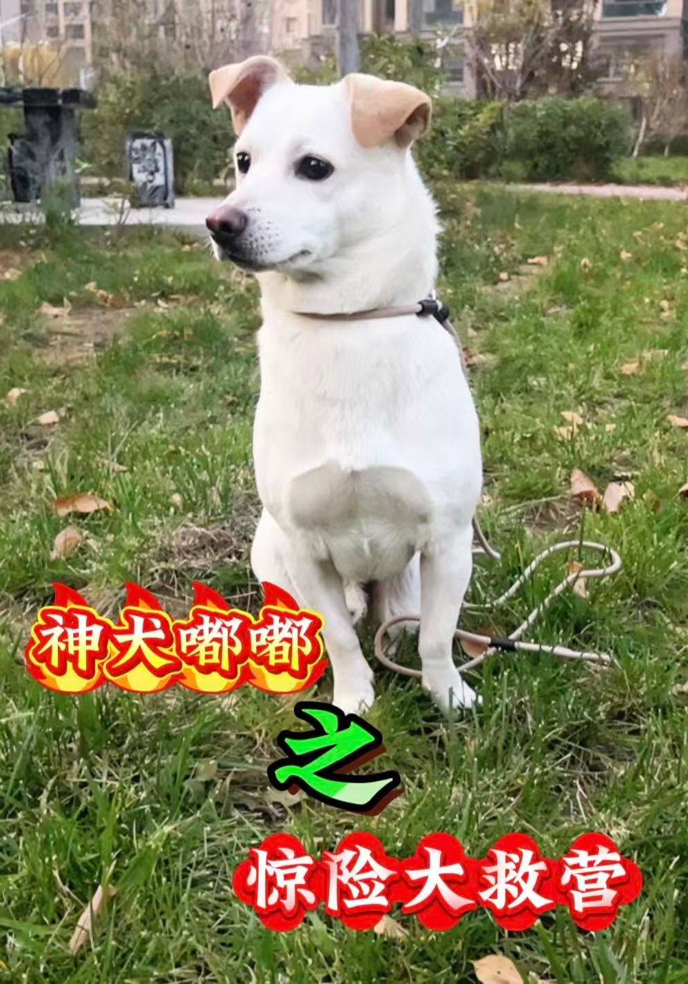 神犬嘟嘟之惊险大救营