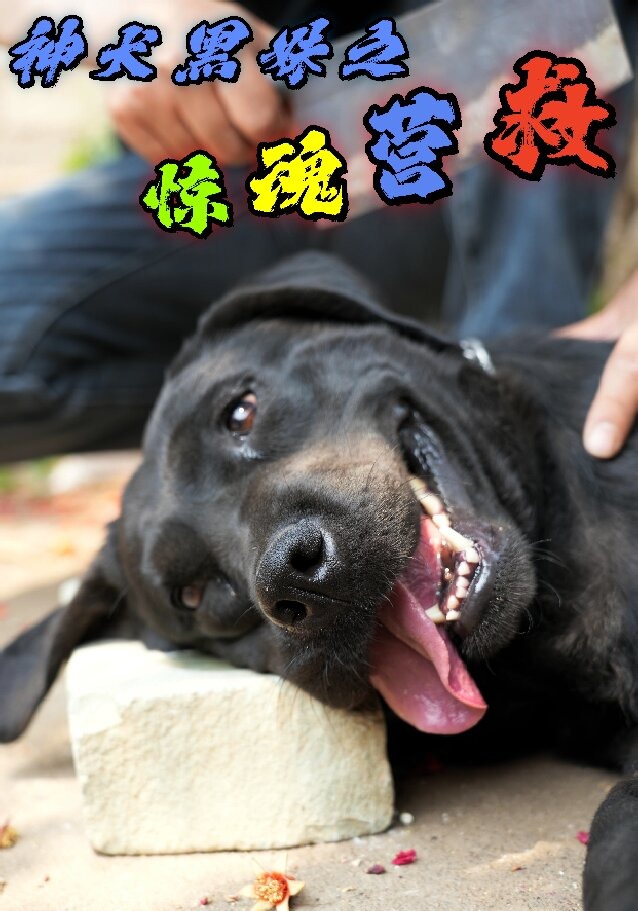 神犬黑妹之惊魂营救