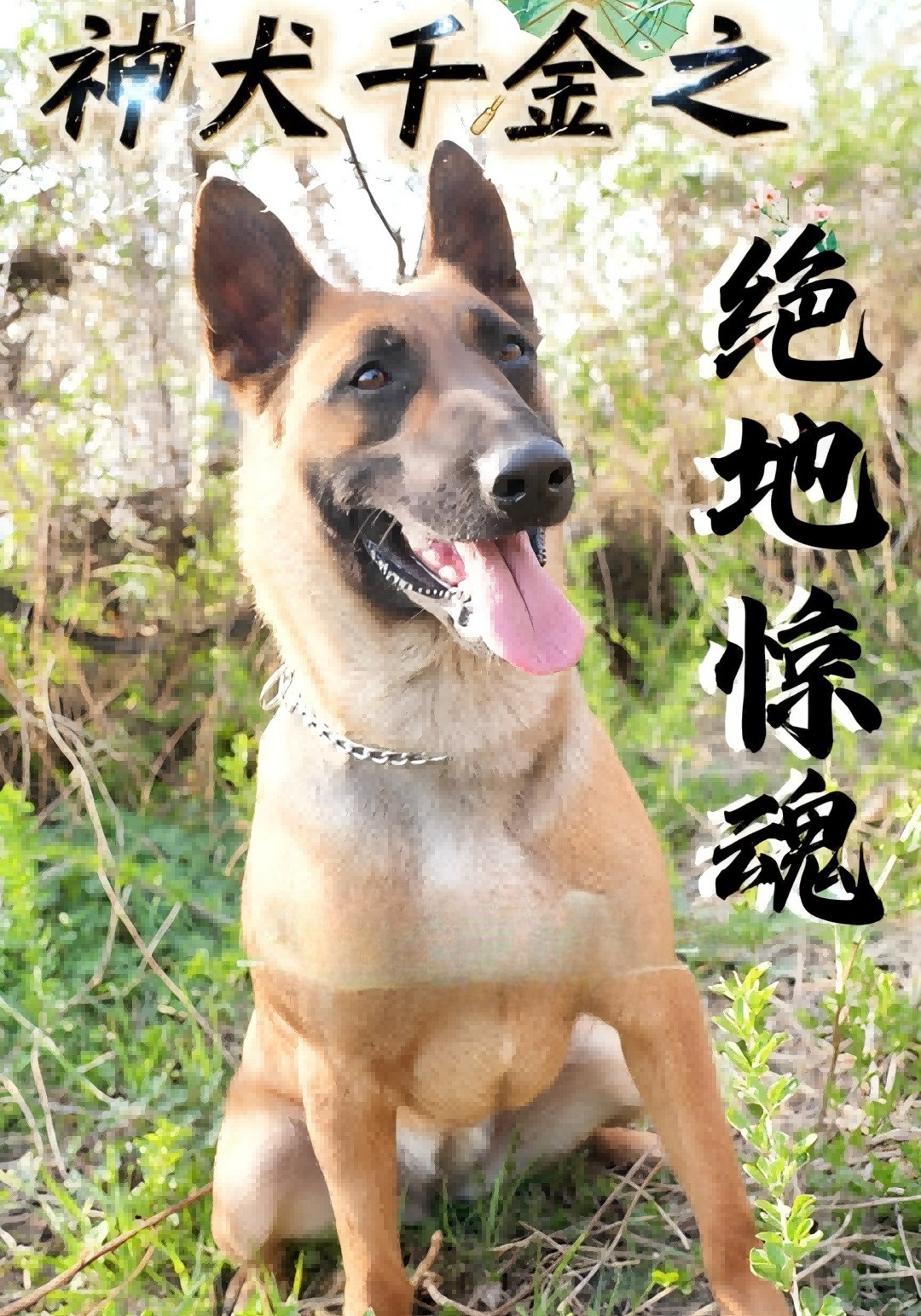 神犬千金之绝地惊魂