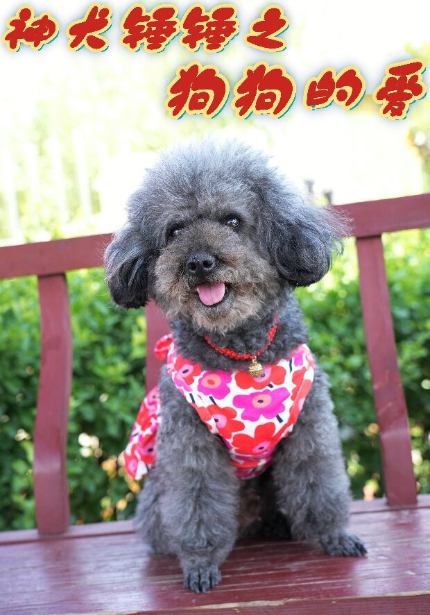 神犬锤锤之狗狗的爱