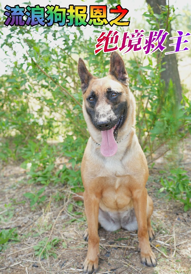 流浪狗报恩之绝境救主