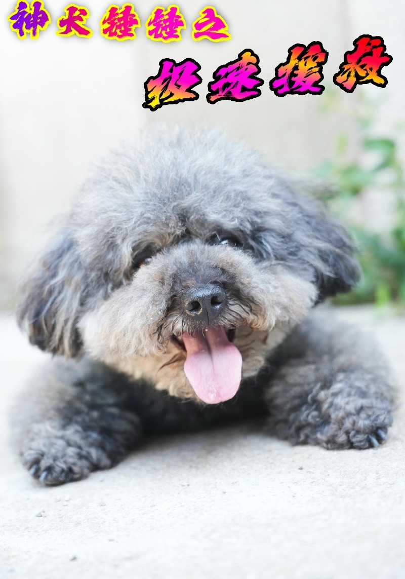 神犬锤锤之极速援救