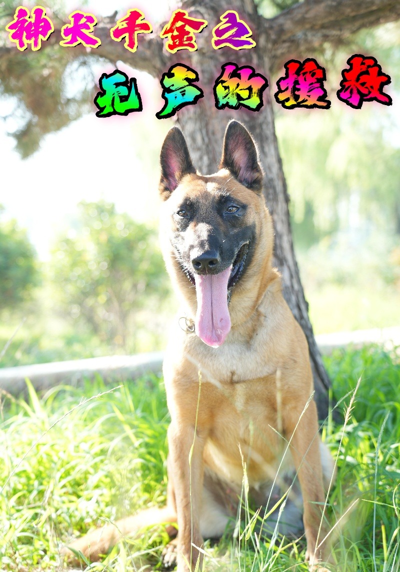 神犬千金之无声的援救