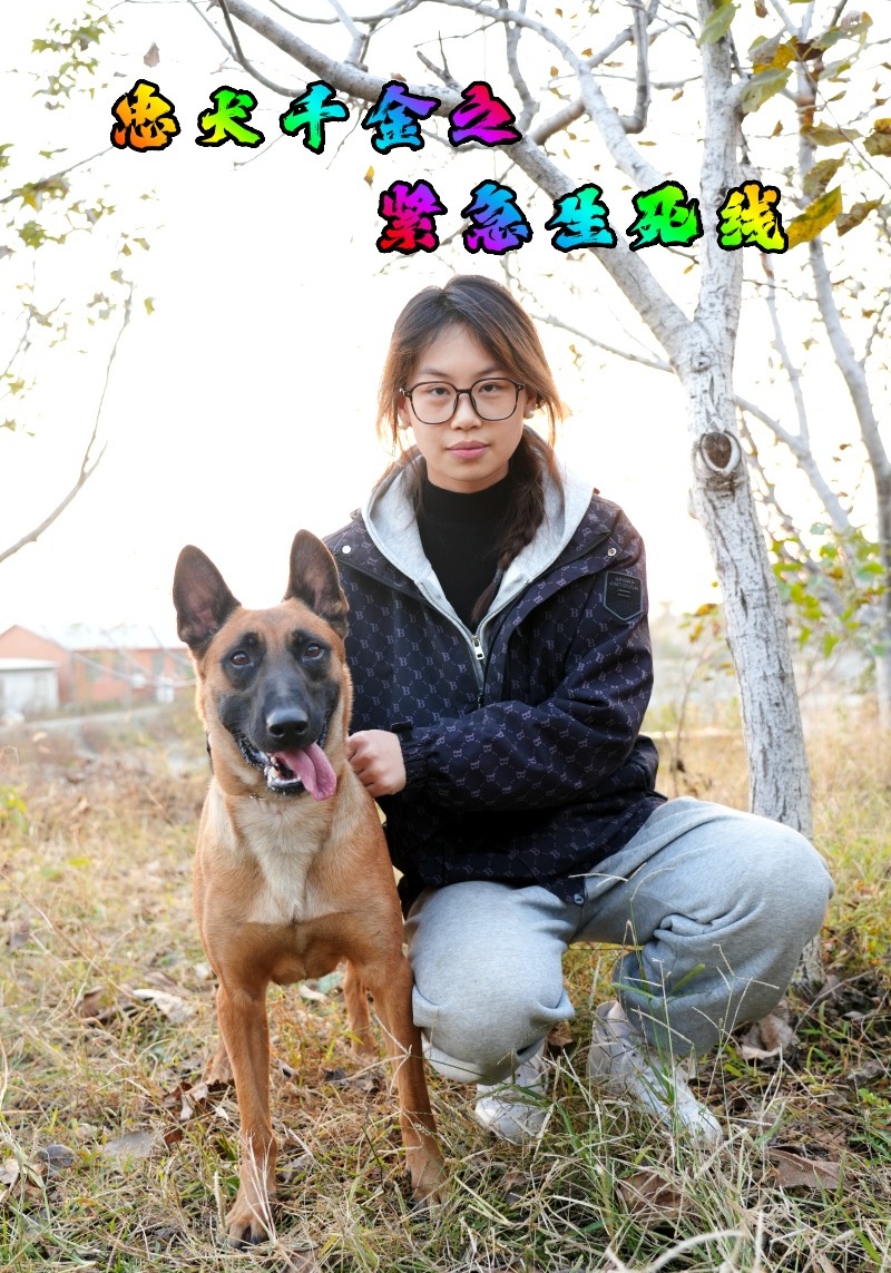 忠犬千金之紧急生死线