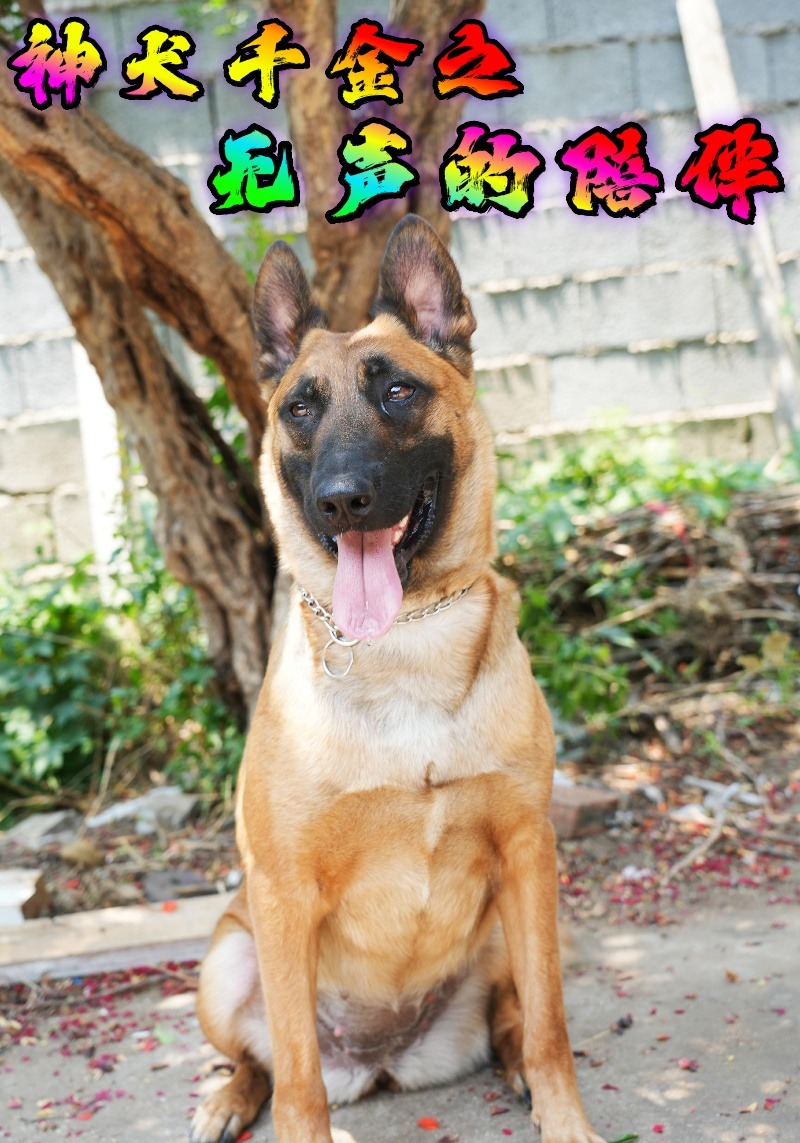 神犬千金之无声的陪伴封面图