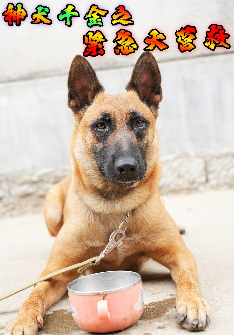 神犬千金之紧急大营救