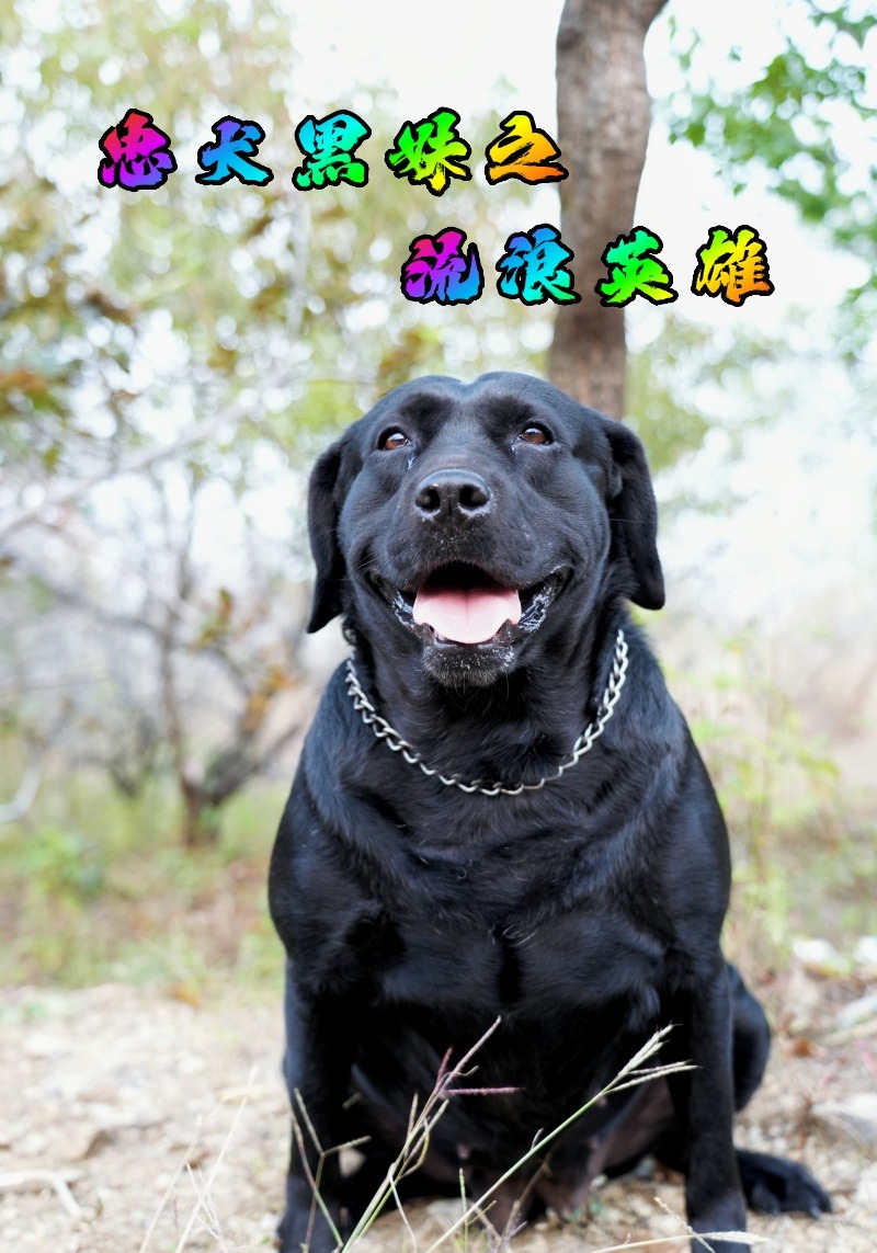 忠犬黑妹之流浪英雄