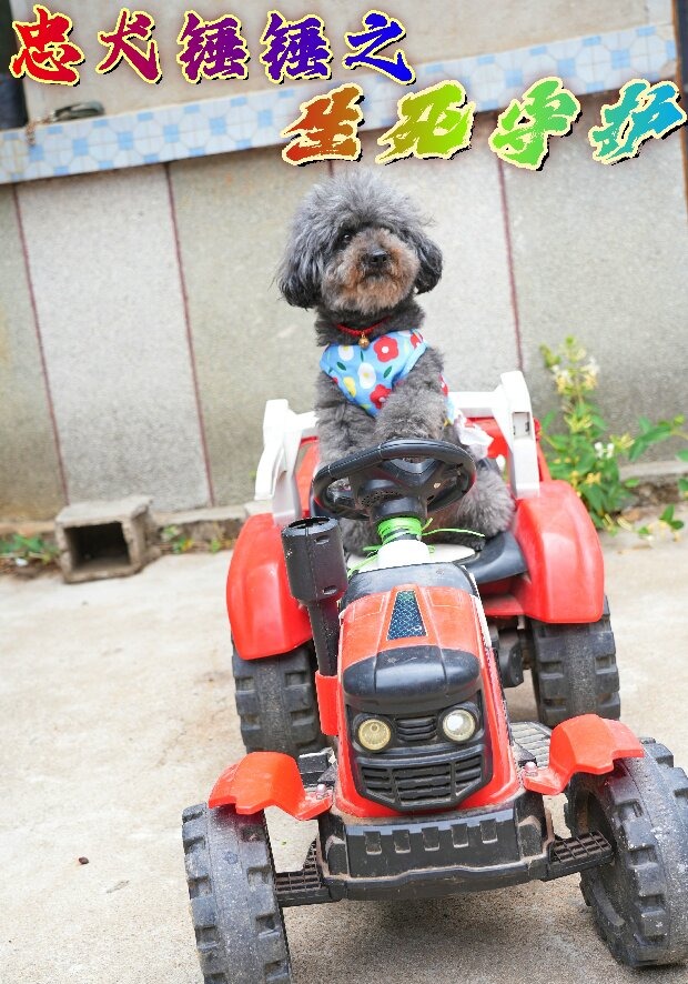 忠犬锤锤之生死守护