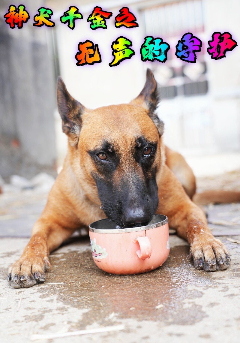 神犬千金之无声的守护