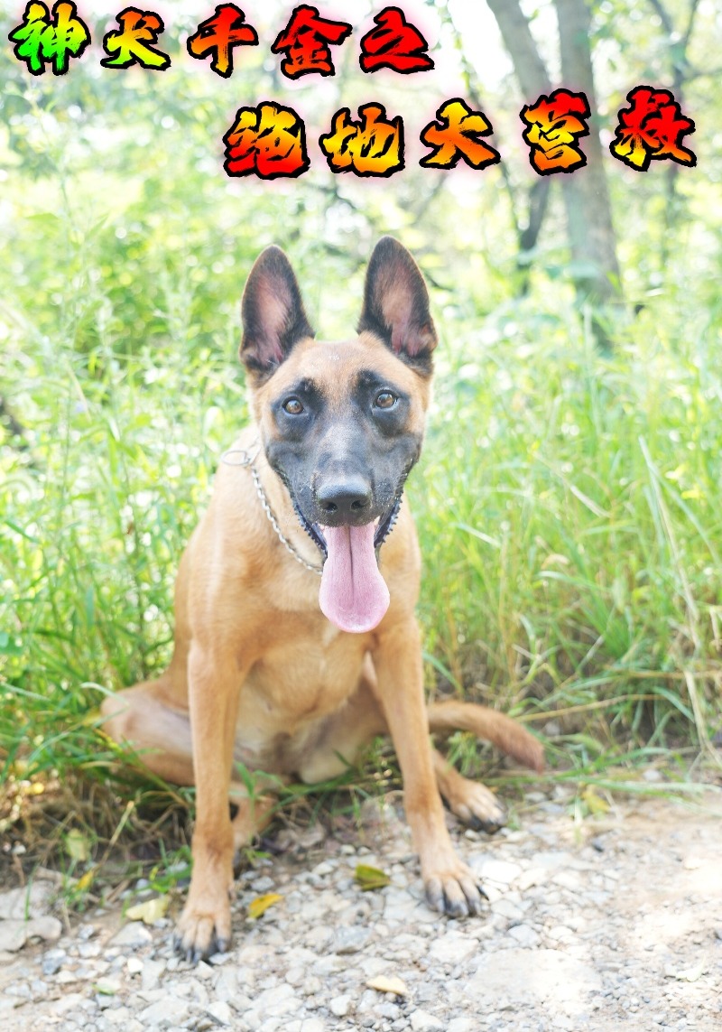 神犬千金之绝地大营救